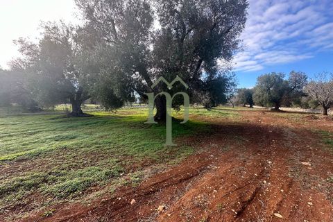 Terra a Carovigno, Brindisi, Carovigno - € 30.000 | Ref: Terreno Prete - foto 10
